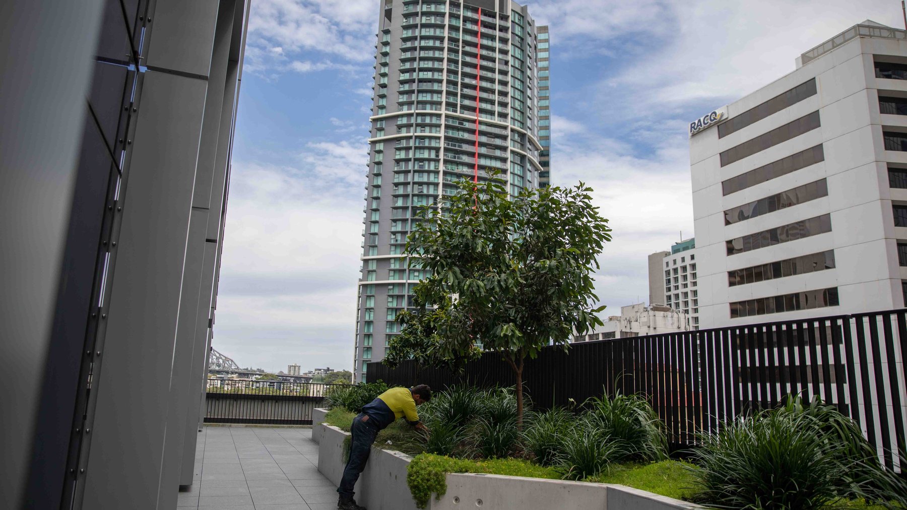 Midtown Centre — wide rooftop garden with Brisbane CBD towers and Grolife crew working planter beds